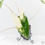 Alocasia Zebrina 'Siberian Tiger' Albo Variegated (wk29-H) - Image 3