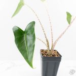 Alocasia Zebrina 'Siberian Tiger' Albo Variegated (wk29-H) - Image 4