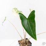 Alocasia Zebrina 'Siberian Tiger' Albo Variegated (wk29-H) - Image 5