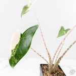 Alocasia Zebrina 'Siberian Tiger' Albo Variegated (wk29-H) - Image 6