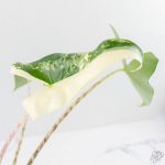 Alocasia Zebrina 'Siberian Tiger' Albo Variegated (wk29-H) - Image 7