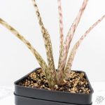 Alocasia Zebrina 'Siberian Tiger' Albo Variegated (wk29-H) - Image 8