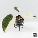 Alocasia 'Regal Shields' albo variegated (wk29-C)