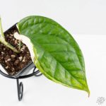 Amydrium 'Spiderman' Albo Variegated (wk26-A) *Half Moon* - Image 3