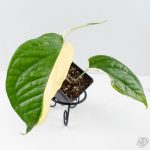 Amydrium 'Spiderman' Albo Variegated (wk26-A) *Half Moon* - Image 4