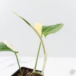 Amydrium 'Spiderman' Albo Variegated (wk26-A) *Half Moon* - Image 5