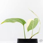 Amydrium 'Spiderman' Albo Variegated (wk26-A) *Half Moon* - Image 6