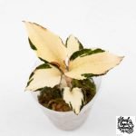 Anoectochilus Formosanus 'Jewel Orchid' Variegated (wk29-E)