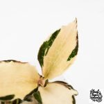 Anoectochilus Formosanus 'Jewel Orchid' Variegated (wk29-E) - Image 3