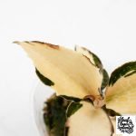 Anoectochilus Formosanus 'Jewel Orchid' Variegated (wk29-E) - Image 4