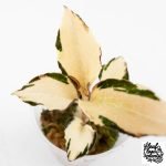 Anoectochilus Formosanus 'Jewel Orchid' Variegated (wk29-E) - Image 5