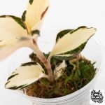 Anoectochilus Formosanus 'Jewel Orchid' Variegated (wk29-E) - Image 6