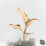 Anoectochilus Formosanus 'Jewel Orchid' Variegated (wk29-E) - Image 7