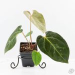 Anthurium 'Carlablackiae' x 'Papillilaminum' *Blister Variegation* (wk25-D) - Image 2