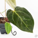 Anthurium 'Carlablackiae' x 'Papillilaminum' *Blister Variegation* (wk25-D) - Image 4