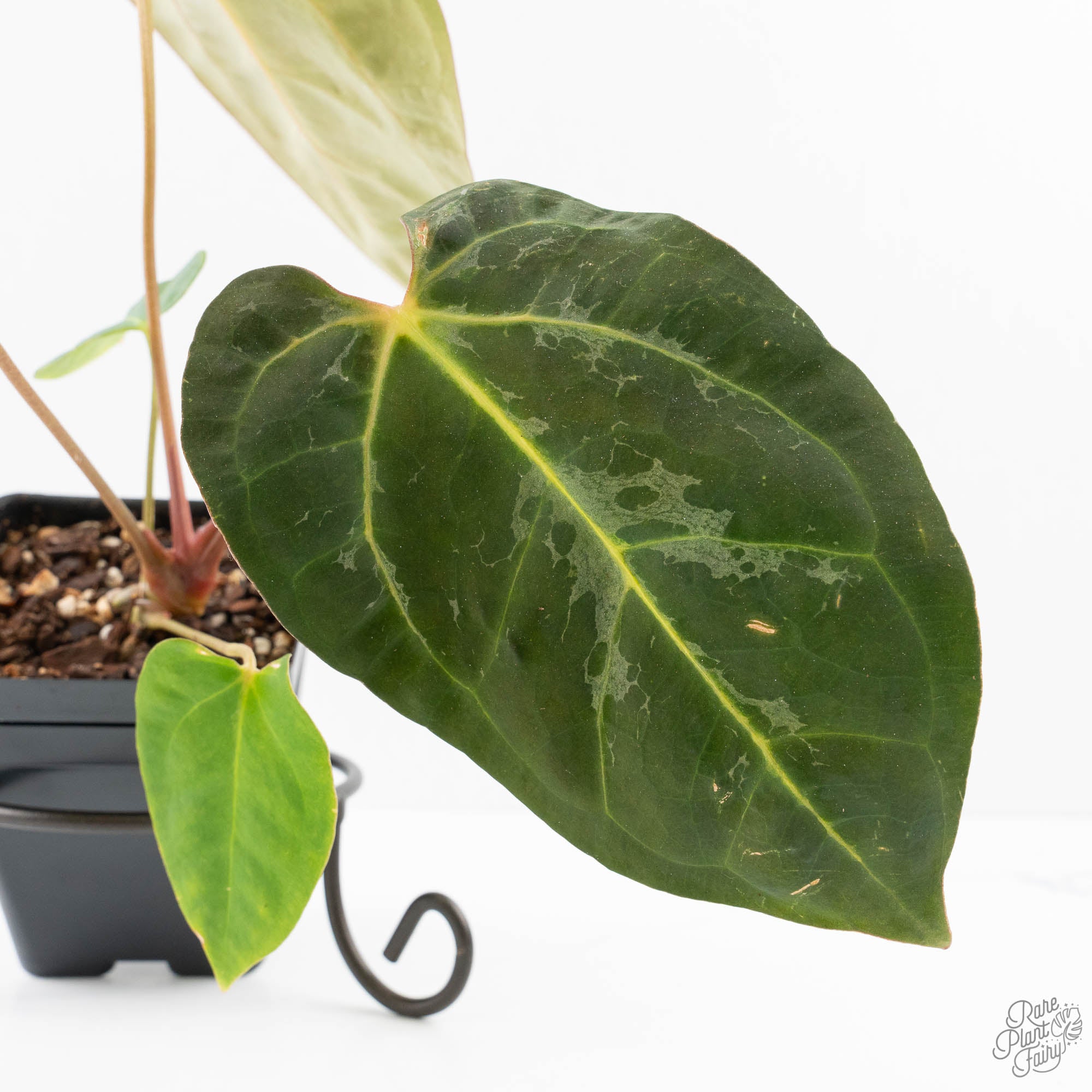 Anthurium 'Carlablackiae' x 'Papillilaminum' *Blister Variegation* (wk25-D) - Image 4