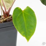 Anthurium 'Carlablackiae' x 'Papillilaminum' *Blister Variegation* (wk25-D) - Image 5