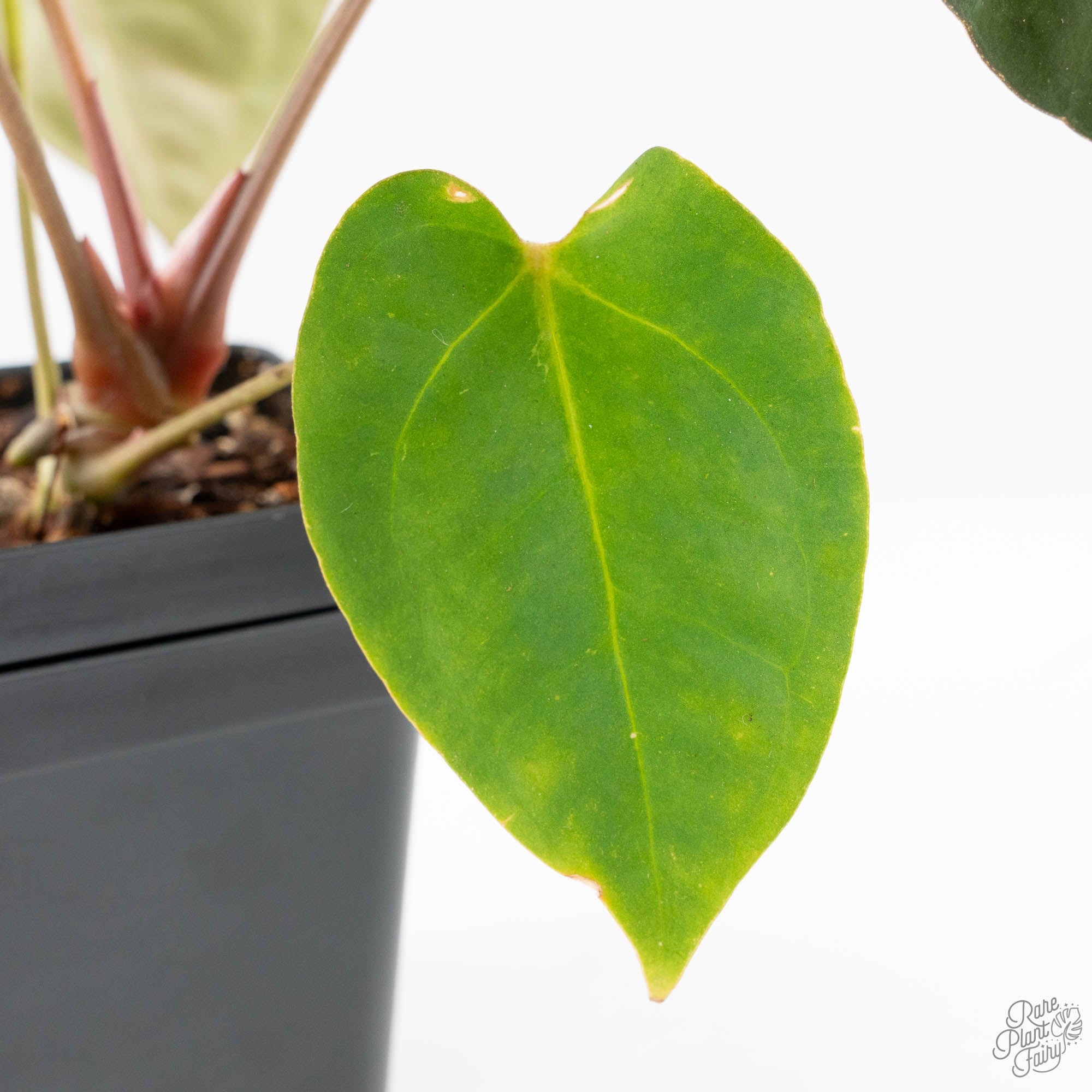 Anthurium 'Carlablackiae' x 'Papillilaminum' *Blister Variegation* (wk25-D) - Image 5