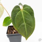 Anthurium 'Carlablackiae' x 'Papillilaminum' *Blister Variegation* (wk25-D) - Image 6
