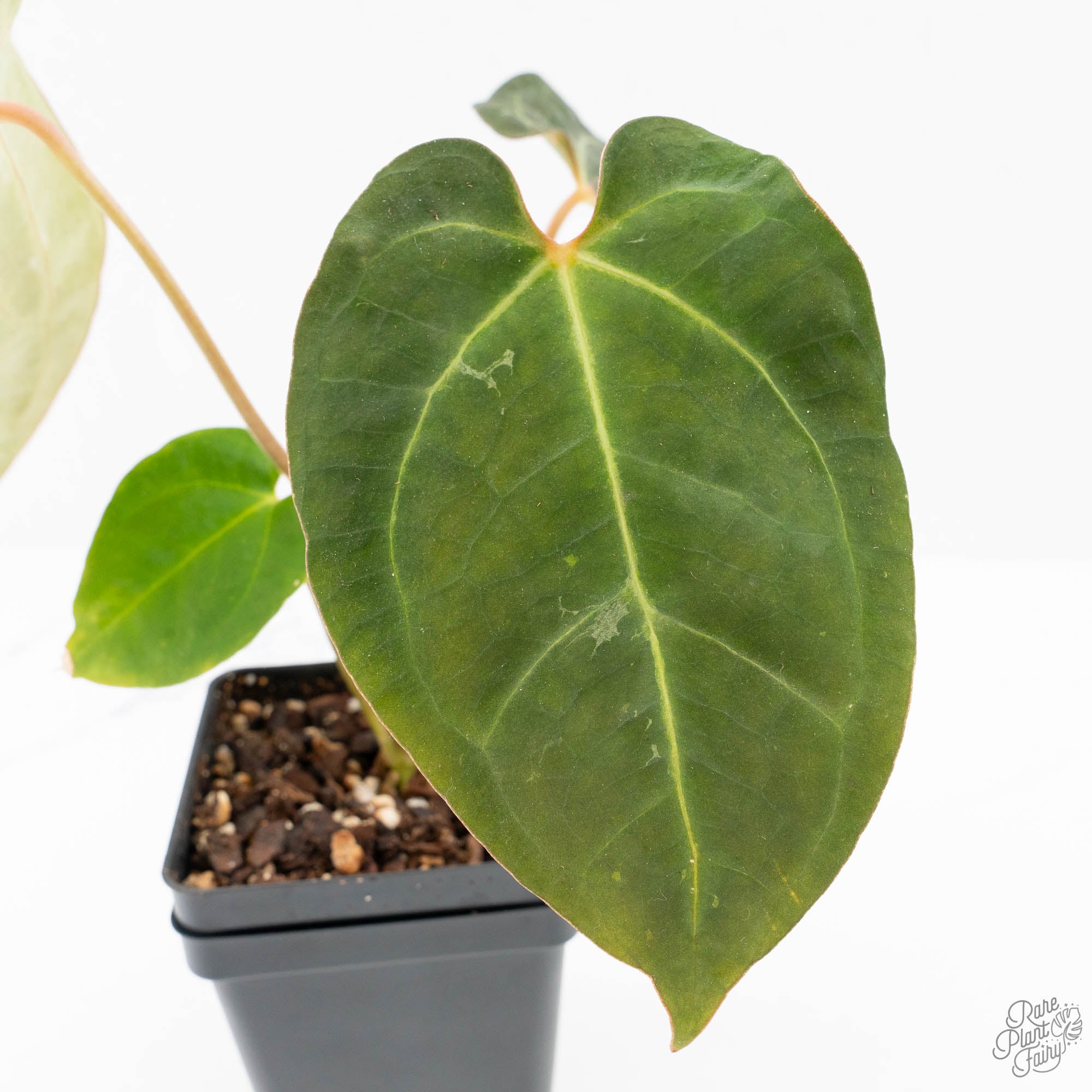Anthurium 'Carlablackiae' x 'Papillilaminum' *Blister Variegation* (wk25-D) - Image 6