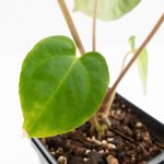 Anthurium 'Carlablackiae' x 'Papillilaminum' *Blister Variegation* (wk25-D) - Image 7