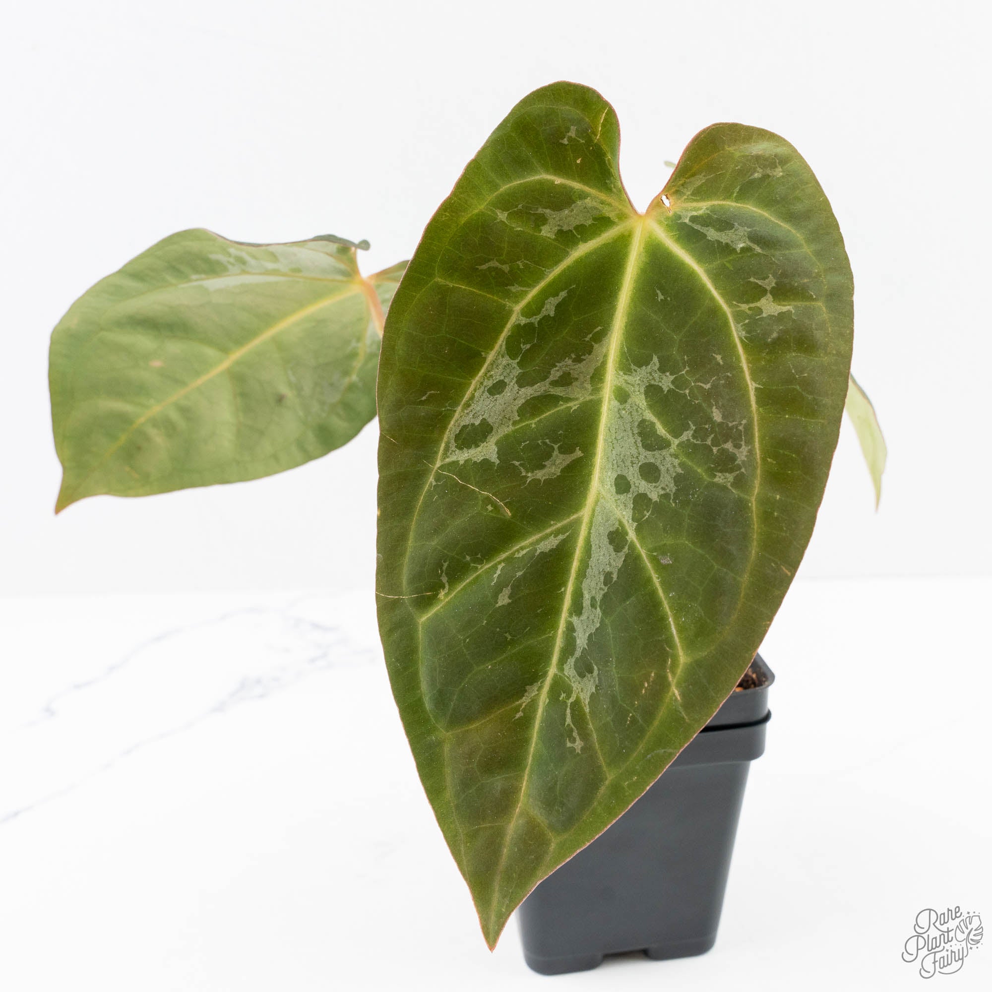 AnthuriumCarlablackiaexPapillilaminum_blister_-25D-8-2.jpg Anthurium 'Carlablackiae' x 'Papillilaminum' *Blister Variegation* (wk25-D) - Image 1