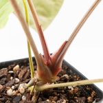 Anthurium 'Carlablackiae' x 'Papillilaminum' *Blister Variegation* (wk25-D) - Image 8