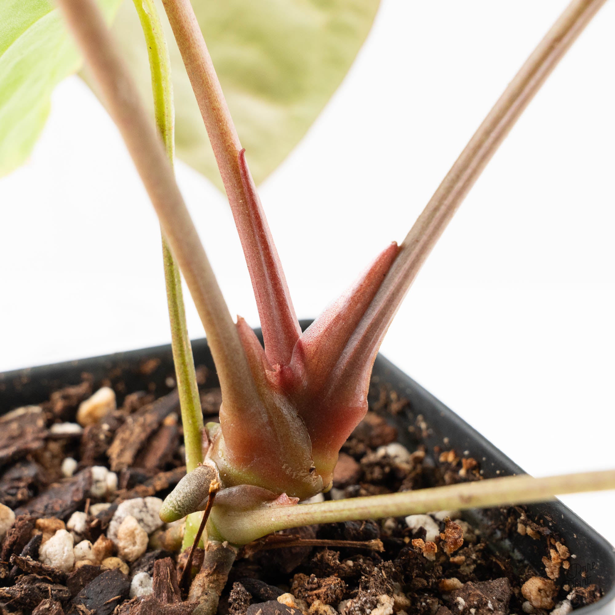 Anthurium 'Carlablackiae' x 'Papillilaminum' *Blister Variegation* (wk25-D) - Image 8
