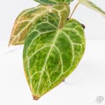 Anthurium Crystallinum variegated (wk29-UL) - Image 3