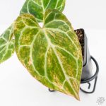 Anthurium Crystallinum variegated (wk29-UL) - Image 4