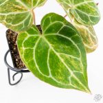Anthurium Crystallinum variegated (wk29-UL) - Image 5