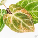 Anthurium Crystallinum variegated (wk29-UL) - Image 6