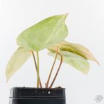Anthurium Crystallinum variegated (wk29-UL) - Image 7