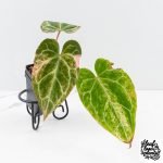 Anthurium Crystallinum pink variegated (wk30-UJ) - Image 2