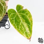 Anthurium Crystallinum pink variegated (wk30-UJ) - Image 4