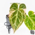 Anthurium Crystallinum pink variegated (wk30-UJ)