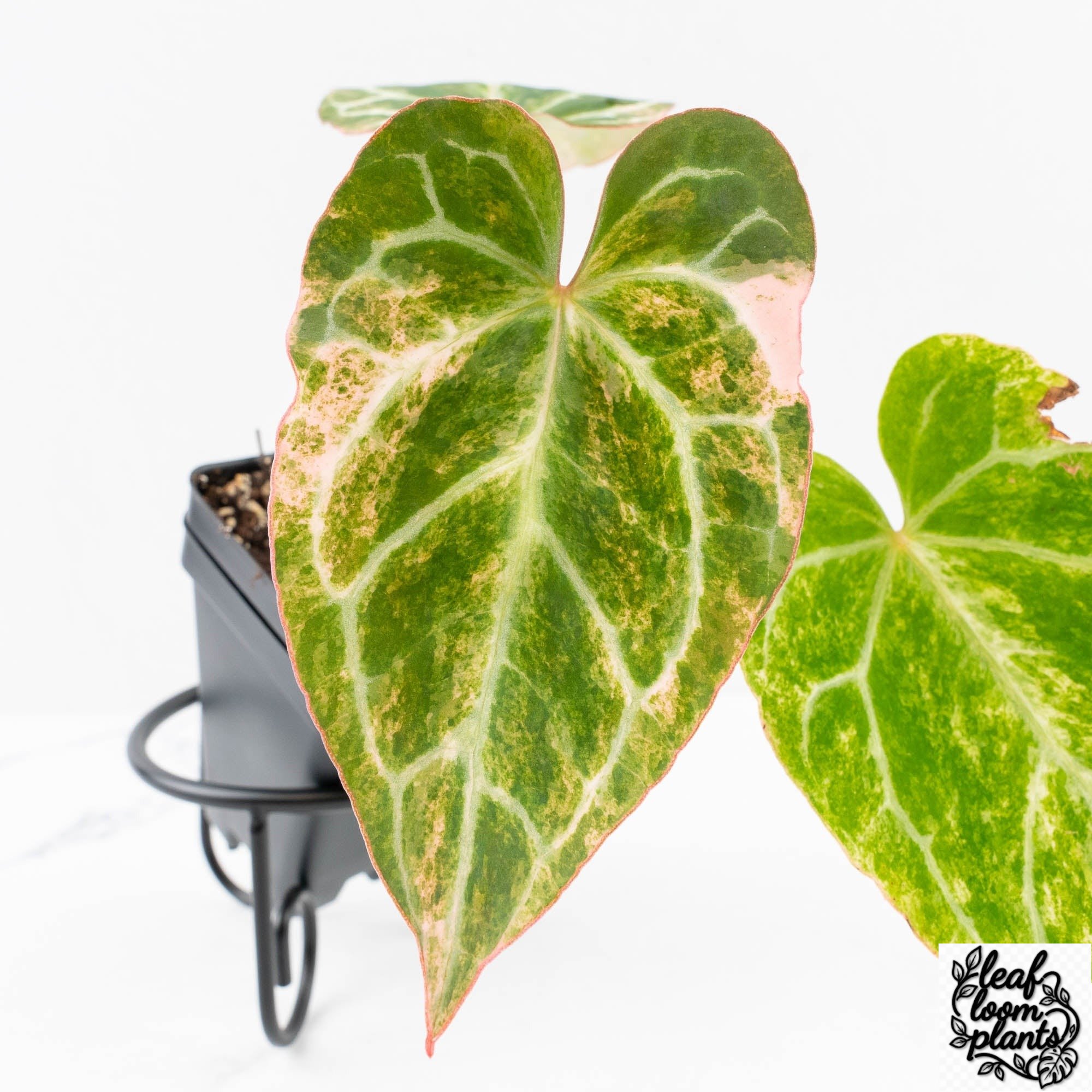 AnthuriumCrystallinum-30UJ-5-2.jpg Clean Anthurium Crystallinum pink variegated (wk30-UJ) - Image 1