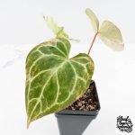 Anthurium Crystallinum pink variegated (wk30-UJ) - Image 5
