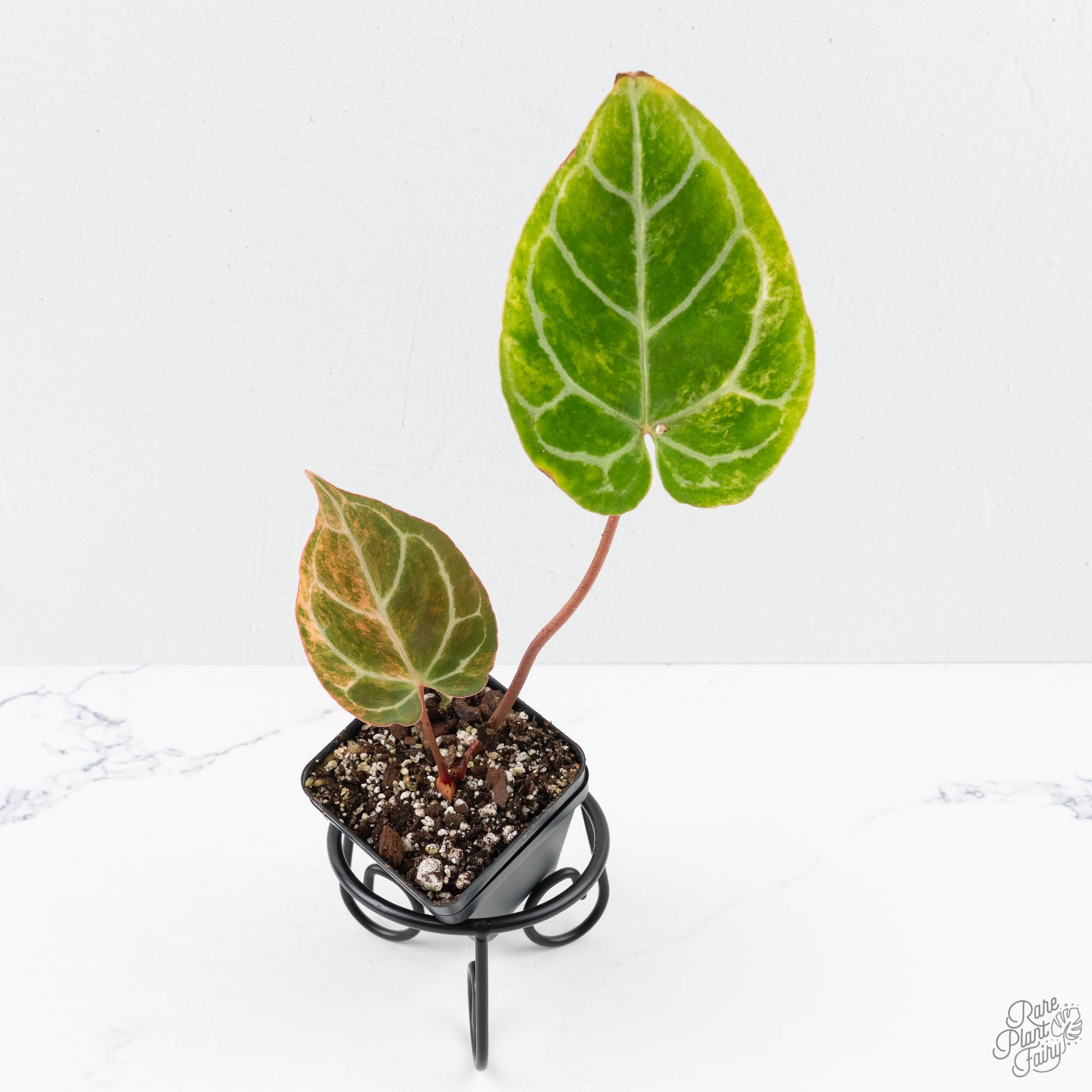 AnthuriumCrystallinumvariegated-25UG-3-2.jpg Anthurium Crystallinum variegated (wk25-UG) - Image 1