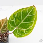 Anthurium Crystallinum variegated (wk25-UG) - Image 3
