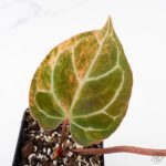 Anthurium Crystallinum variegated (wk25-UG) - Image 4