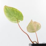 Anthurium Crystallinum variegated (wk25-UG) - Image 5