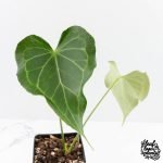 Anthurium 'Delta Force'  (wk29-H) - Image 2