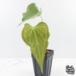Anthurium 'Delta Force'  (wk29-H)