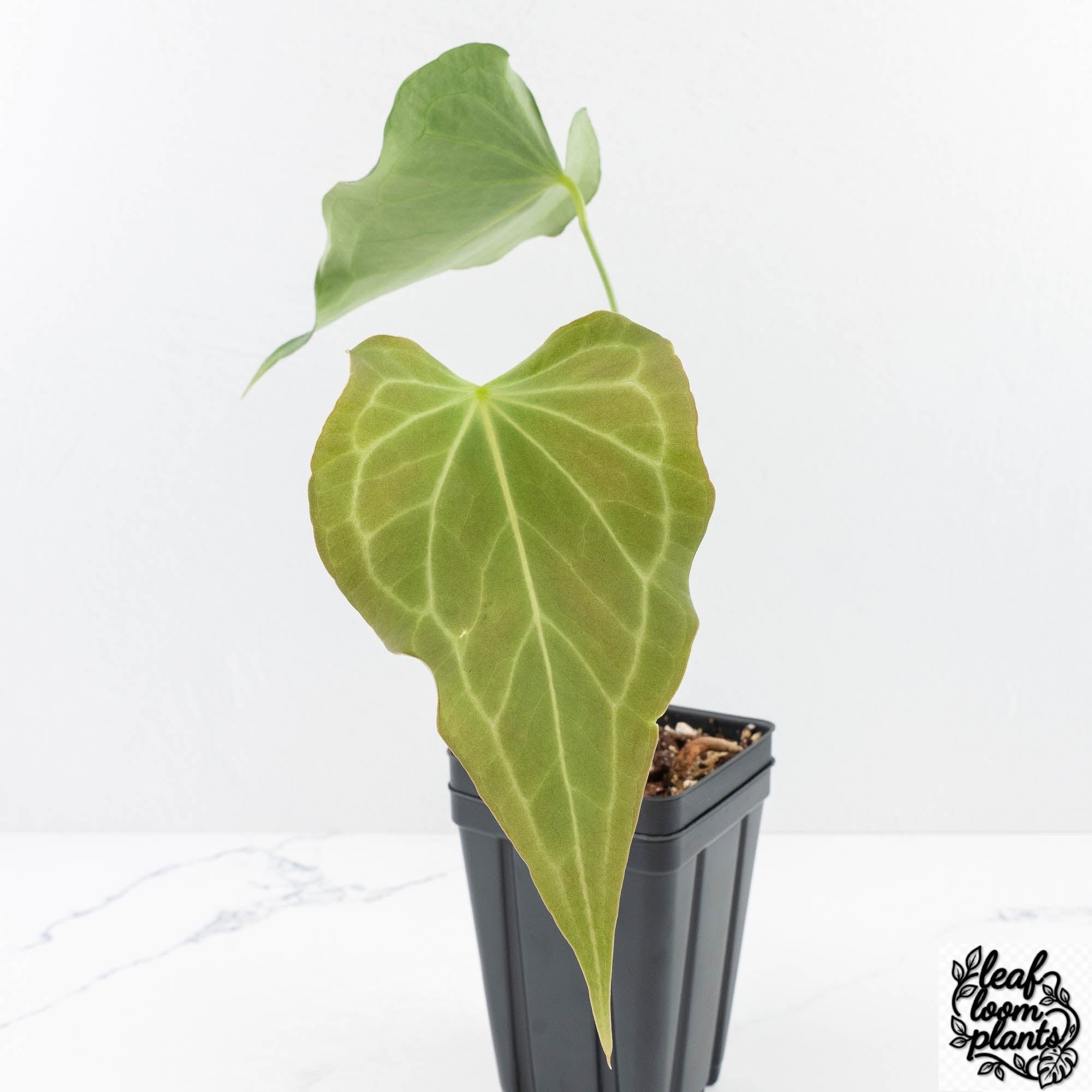 AnthuriumDeltaForce-29H-4-2.jpg Clean Anthurium 'Delta Force' (wk29-H) - Image 1