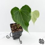 Anthurium 'Delta Force'  (wk29-H) - Image 4