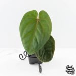 Anthurium hoffmannii 'Blood Moon' (wk30-UD)