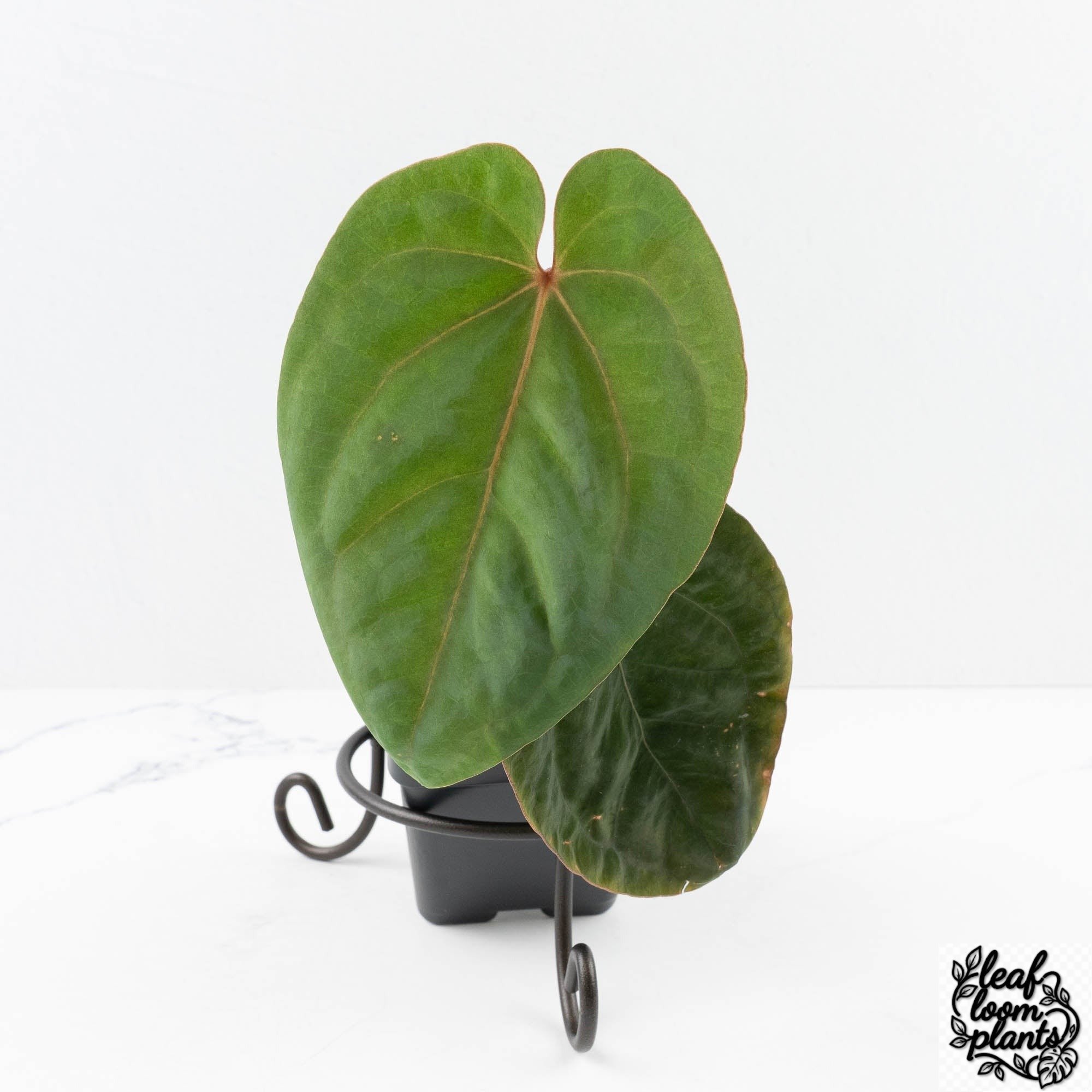 AnthuriumHoffmanniiBloodMoon-30UD-3-2.jpg Clean Anthurium hoffmannii 'Blood Moon' (wk30-UD) - Image 1