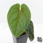 Anthurium hoffmannii 'Blood Moon' (wk30-UD) - Image 3
