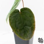 Anthurium hoffmannii 'Blood Moon' (wk30-UD) - Image 4